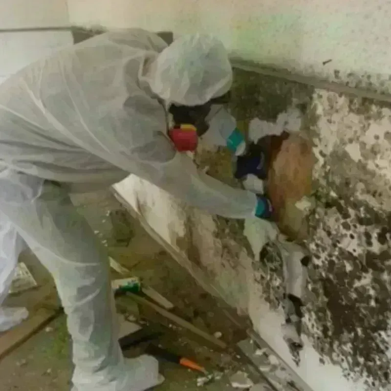 Mold Remediation and Removal in Camanche, IA